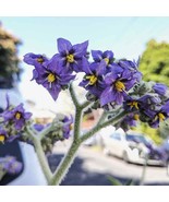 Solanum mauritianum Seeds woolly nightshade, flannel wild tobacco weed, ... - $8.68 CAD+