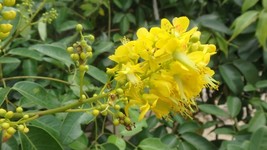 SRN Caesalpinia Crista Fever Nut Yellow Flowers 5 Seeds Garden - $211.17 MXN