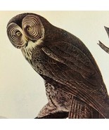 Great Gray Owl Bird 1946 Color Art Print John James Audubon Nature DWV2F - $54.87 CAD