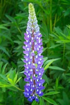 25+ Violet Lupine Seeds Flower Perennial Flowers Seed Hardy 1040 From Us - $9.89