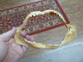 sj470-180-11) 7&quot; Tiger SHARK B grade jaw sharks jaws teeth taxidermy edu... - $983.35 MXN
