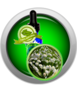 Chamomile (Roman, Anthemis Nobilis) Essential Oil - $6.00+