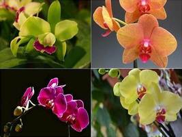 Mixed 4 Colors Orchid, 100 PCS Seeds D - $14.35