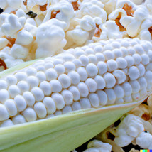 50 Seeds Corn White Popcorn Heirloom Seeds Instant Bloom Beauty - $8.35