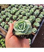 Graptoveria Lovely Rose | 2in pot | - $13.72 CAD