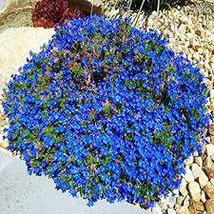 “ 100 PCS Aubrieta cultorum Rock Cress Seeds - Dark Blue Flowers GIM ” - £11.17 GBP
