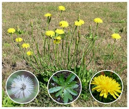 Catsear Wildflower 35+ Seeds ~Hypochaeris radicata~ Edible & Medicinal ~cats-ear - $5.25