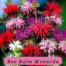 0432 bee balm monarda pop thumb200