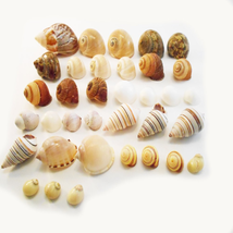 35 Hermit Crab Shells Assorted Seashells 1/2&quot;-2&quot; Size Opening 1/4&quot; - 1&quot; ... - $25.19