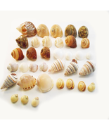 35 Hermit Crab Shells Assorted Seashells 1/2&quot;-2&quot; Size Opening 1/4&quot; - 1&quot; ... - $25.19