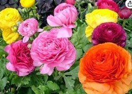 50 Pcs Ranunculus Asiaticus Flower Persian Buttercup Flower Seeds Fresh Garden - $8.36