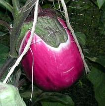 Italian Pink Bi-Color Eggplant 50 Seeds/Seed - Heirloom - £19.76 GBP