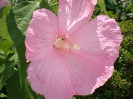 15 Pink Dinner Plate Hibiscus Flower Seeds Huge 10 12 Inch Flowers Perennial - £14.29 GBP