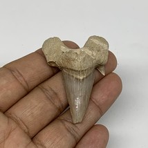 14.6g, 1.9&quot;X 1.4&quot;x 0.5&quot; Natural Fossils Fish Shark Tooth @Morocco, B12656 - £4.79 GBP