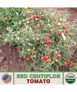 10 Red Centiflor Tomato Seeds Multi Flora Organic Non Gmo Genuine Home G... - £11.49 GBP