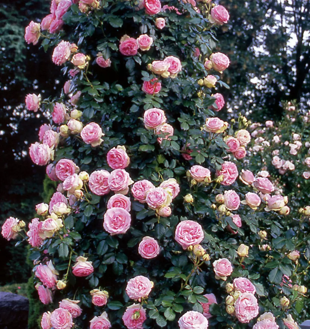 20 Climbing Roses Pink - Rose Bush Vine Climber Rose Flower Seeds - $7.94