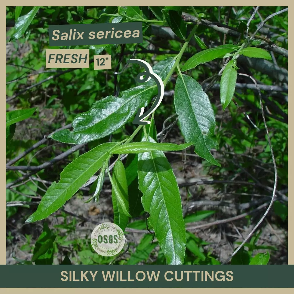 12&quot;&quot; Lot of 5 Silky Willow Cuttings Salix sericea Cut FRESH Native - $25.63