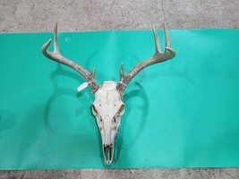 H67 Whitetail Deer Skull Plate Antler - £47.48 GBP