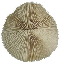 Natural White Coral Cluster Mushrooms Nautical Seascape Ocean Salt Water - £22.08 GBP