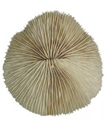 Natural White Coral Cluster Mushrooms Nautical Seascape Ocean Salt Water - $38.47 CAD