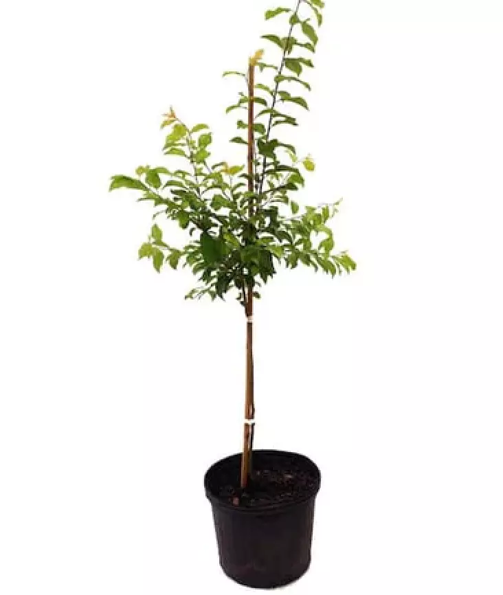 Plum Bella Gold Peacotum TM I.S. Pub 5Gallon Plant Fruit Tree Live Plant - $123.72