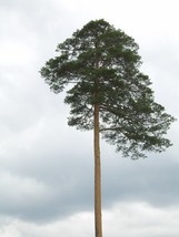 Seeds 10 Red Japanese Pine Korean Pinus Densiflora Evergreen Seeds *Flat Sh - £21.24 GBP