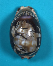 Vintage Tiger Cowry Seashell Scrimshaw Carved Sagittarius Perfect Cyprae... - $11.88