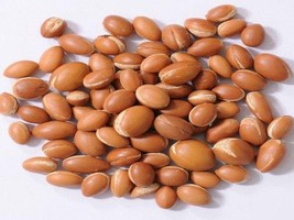ARGAN 50 pcs New Harvest Seeds Argania Spinosa From Morocco Spinoza Nuts Tree  - £70.82 GBP