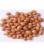 ARGAN 50 pcs New Harvest Seeds Argania Spinosa From Morocco Spinoza Nuts... - £61.15 GBP