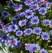 Daisy The Blues Felicia Heterophylla Blue Heirloom Pollinators 50 Seeds - £7.86 GBP