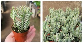 2.5in Pot Variegated Devil’s Backbone | Pedilanthus tithymaloides rooted cutting - $46.99