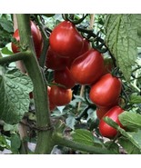 Berynita Store 30 Napoli Tomato Seeds Heirloom Organic Fresh - £8.23 GBP