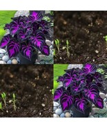 Make a Statement with Purple Tip Calathea Couture seeds. Ideal for Any S... - $5.75