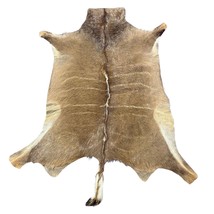 Kudu Skin Rug (Tail is 14&quot;) Real Greater Kudu Antelope Hide Size 69x59&quot; ... - $7,302.96 MXN