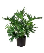 Philodendron &#39;Lickety Split&#39;-8&quot; Pot - $54.31 CAD