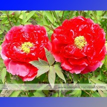 Fire Red Chinese Peony Flower Seeds 1 Pack 5 Seeds Hong Shao Zhu Tree Peony #Nf5 - $11.71