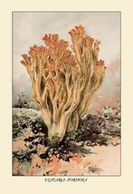 Clavaria Formosa by W. Hamilton Gibson - Art Print - £17.51 GBP+