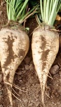 250 Sugar Beet Seeds Garden Seeds Sugar Beets Fresh Seeds Gardening USA - $20.00