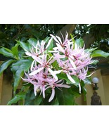 BRN Calodendrum Capense 4 Seeds African Cape Flowering Chestnut Garden T... - $20.63 CAD