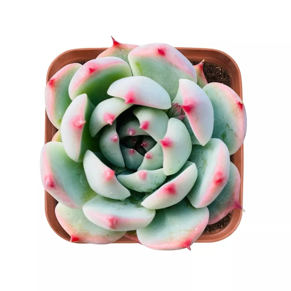 Live Rare Echeveria &#39;Chihuahuaensis&#39; Succulent Fully Rooted in 2&quot; Plant ... - $28.00