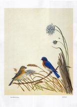 Vintage Bluebird 12x17 Poster - Bird Décor - £6.25 GBP