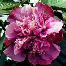 20 Double Pink Purple Hibiscus Seeds Flowers Flower Seed Perennial Bloom - £11.87 GBP