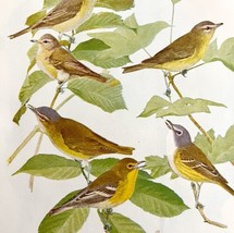 Vireo Species 1936 Bird Lithograph Color Plate Art Print Nature DWU12D - $24.99