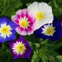 100 Flower Seeds Morning Glory Seeds Ensign Mix - Outdoor Living - Gardening - $34.99