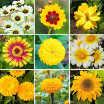 Best Wildflower Mix MELLOW YELLOW Heirloom Pollinators Cut Flowers 500 Seeds - £3.76 GBP