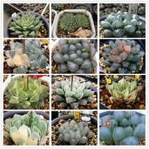 20 pcs Mixed Haworthia Seeds (approx 15 varieties) Hawor Succulent Bonsai Plants - £15.97 GBP