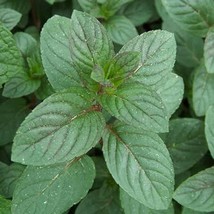 100 Peppermint Herb Seeds Fresh Seeds Fast Shipping - £12.98 GBP