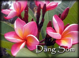 Dang Som Thailand Plumeria frangipani tip cutting Rare Exotic Fragrant - $16.95