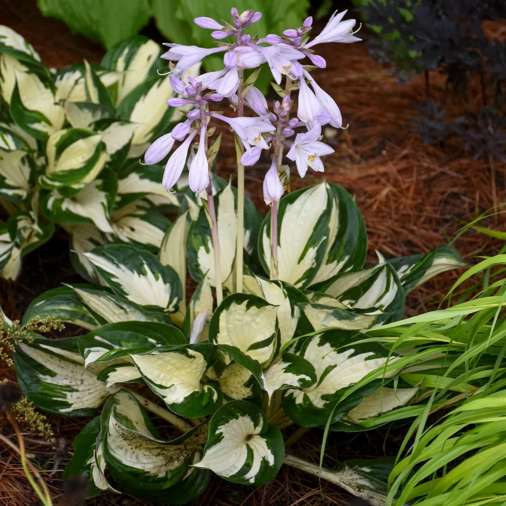 Hosta Fire And Ice 5.25 Inch Pot Well Rooted Plant Flowers - $34.81