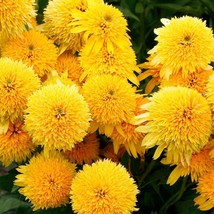 50 + Carayellow Coneflower Seeds Echinacea Flower Perennial Bloom Flower... - $9.99